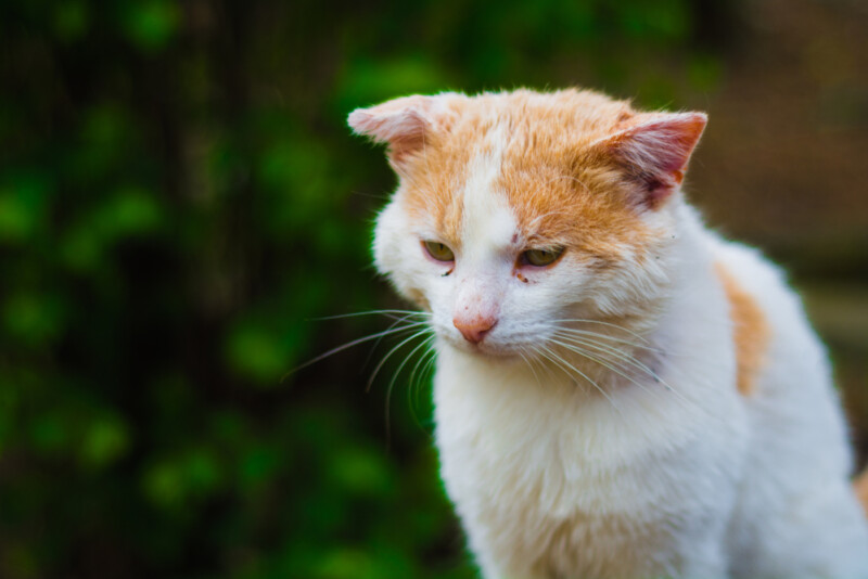 Do Cats Run Away to Die? » Petsoid