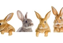 Pet Rabbit Care Guide & Information