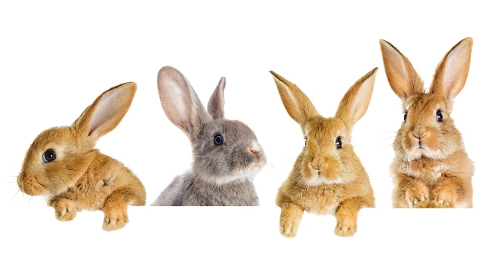 Pet Rabbit Care Guide & Information » Petsoid