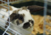 Rabbit Cages - Housing Your Pet Rabbit Indoors