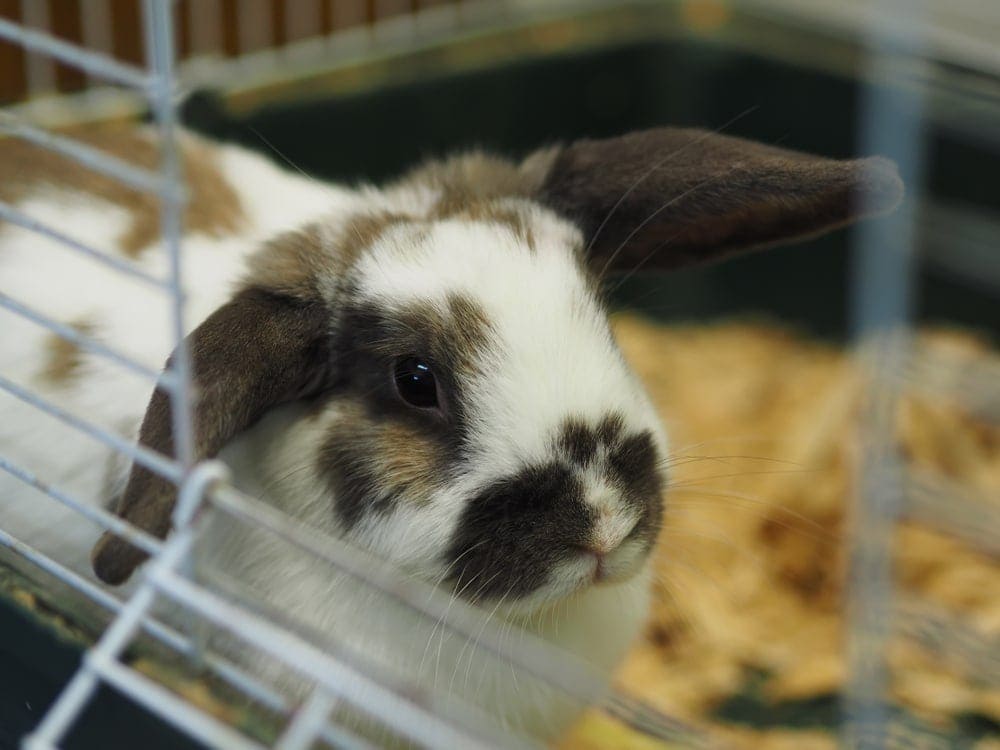 Rabbit Cages Housing Your Pet Rabbit Indoors » Petsoid