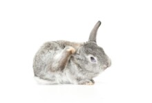 Pet Rabbit Fleas: How to Treat It