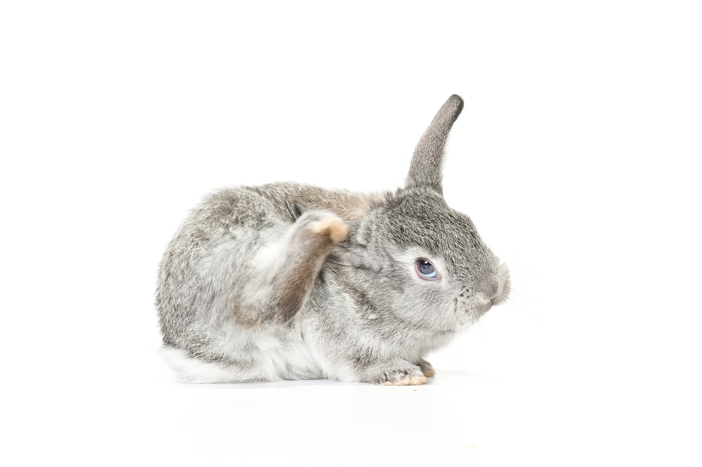 How to treat rabbit fleas