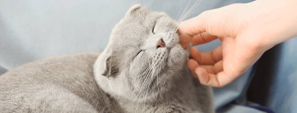petting blue cat e1584720214515