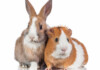 Can Pet Rabbits & Guinea Pigs Live Together?