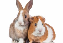 Can Pet Rabbits & Guinea Pigs Live Together?