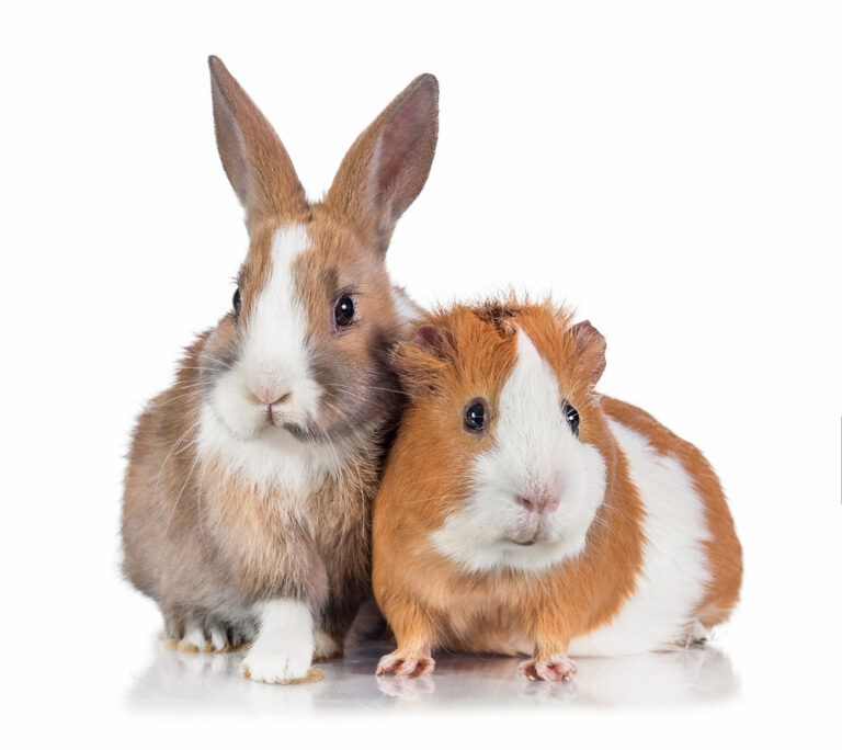 Can Pet Rabbits & Guinea Pigs Live Together? » Petsoid