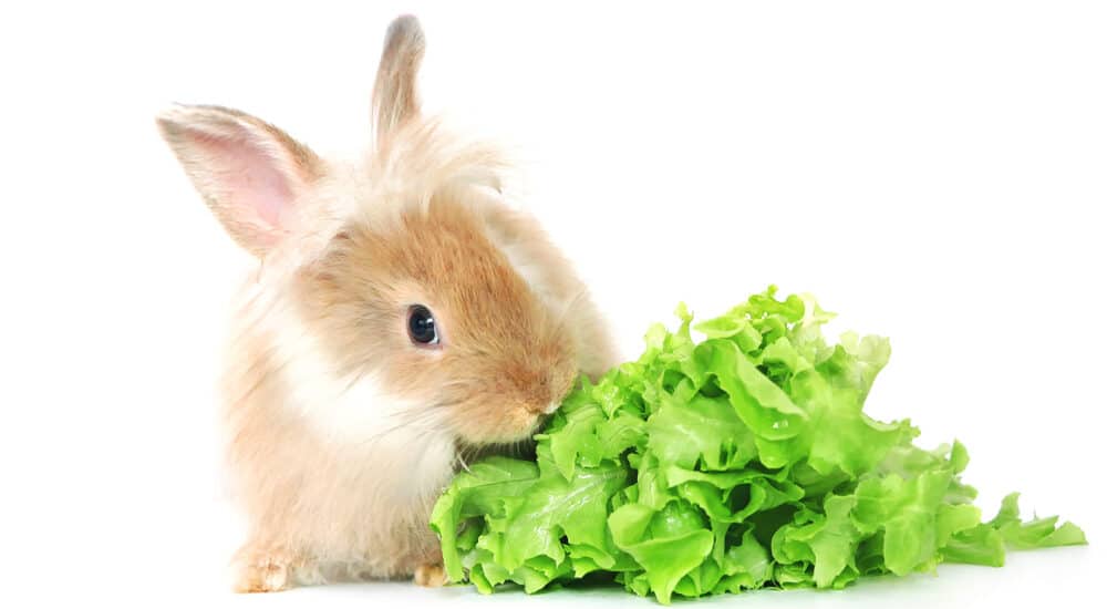What Do Pet Rabbits Eat? How to Feed Your Bunny Petsoid