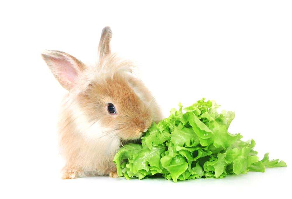 Safe & Good Foods for Pet Rabbits to Eat » Petsoid