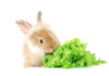 What Do Pet Rabbits Eat? How to Feed Your Bunny