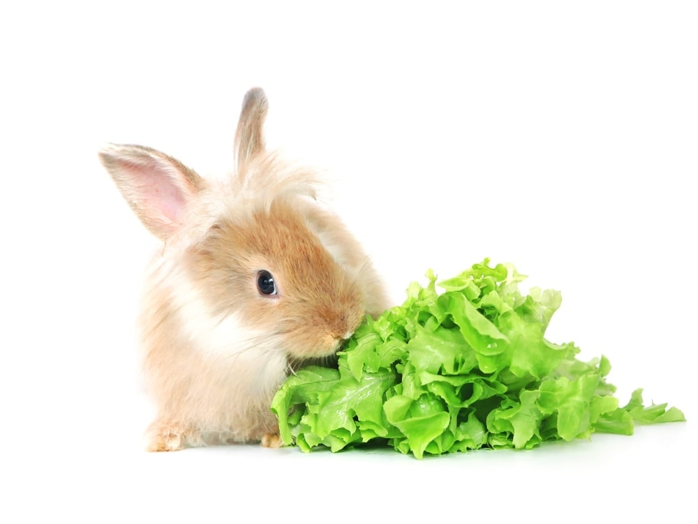 rabbit eat sallad
