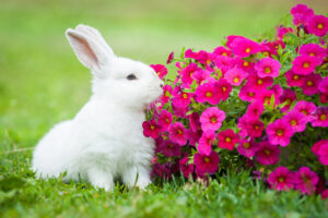 Do Rabbits Eat Flowers Plants - rabbits eat flowers plants