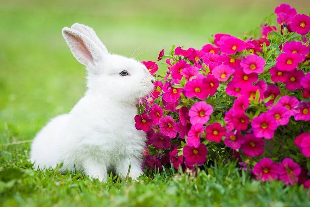 plants-that-are-poisonous-to-rabbits-petsoid