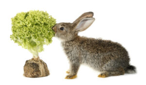 rabbit eating plant