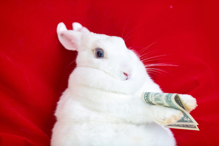 How Much Does A Pet Rabbit Cost to Care For? » Petsoid