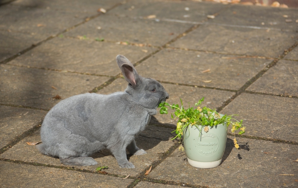 Plants That Are Poisonous to Rabbits » Petsoid