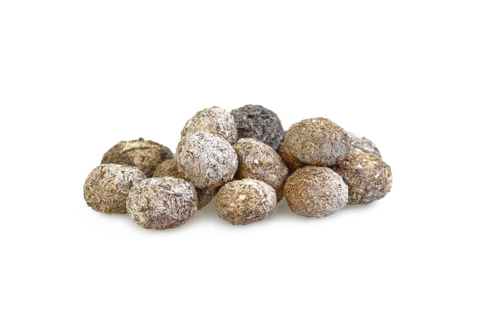Is Rabbit Poop Bad For Chickens Ouestny
