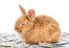 How Much Does A Pet Rabbit Cost to Care For?