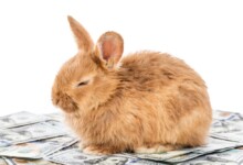 How Much Does A Pet Rabbit Cost to Care For?