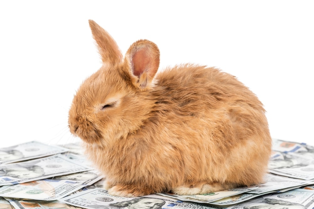 rabbit sitting on dollar