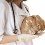 rabbit veterinary 1