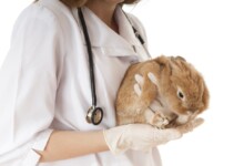 GI Stasis in Pet Rabbits: What you need to know
