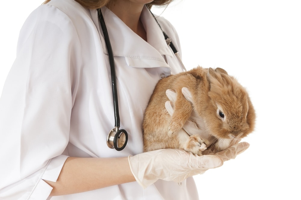 rabbit veterinary 1