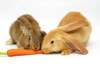 Safe & Good Foods for Pet Rabbits to Eat