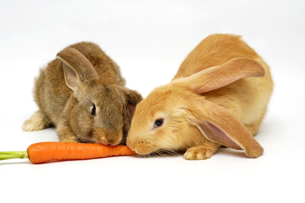 Safe Good Foods For Pet Rabbits To Eat Petsoid