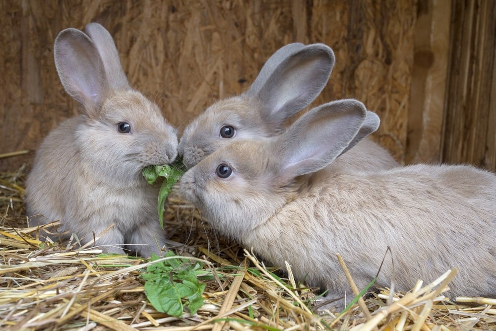 rabbits fighting about food