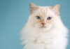 Ragdoll Cat Care Guide & Information