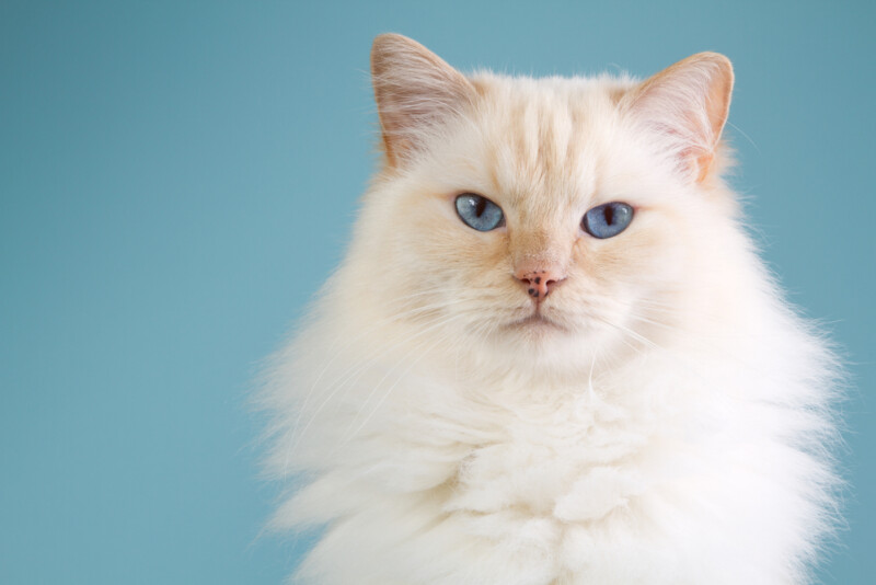 Ragdoll Cat Care Guide & Information » Petsoid