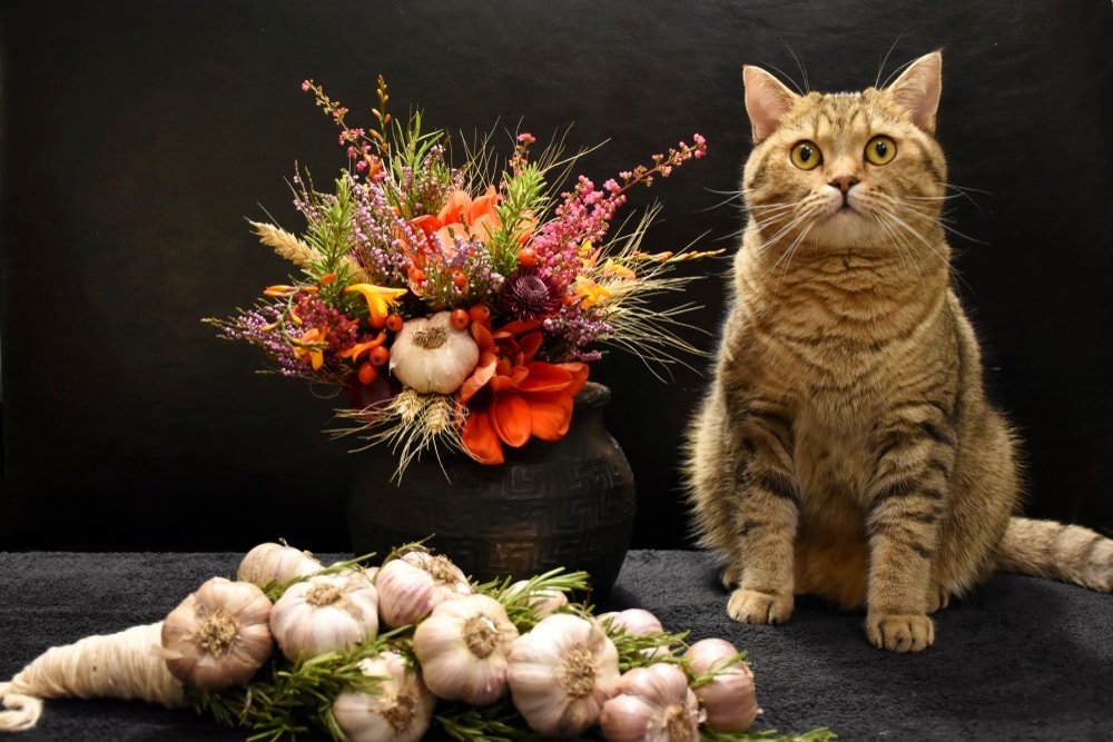 Can Cats Eat Garlic? - Petsoid