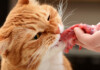 Raw Food Diets for Cats: Are they safe & info?