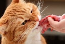 Raw Food Diets for Cats: Are they safe & info?