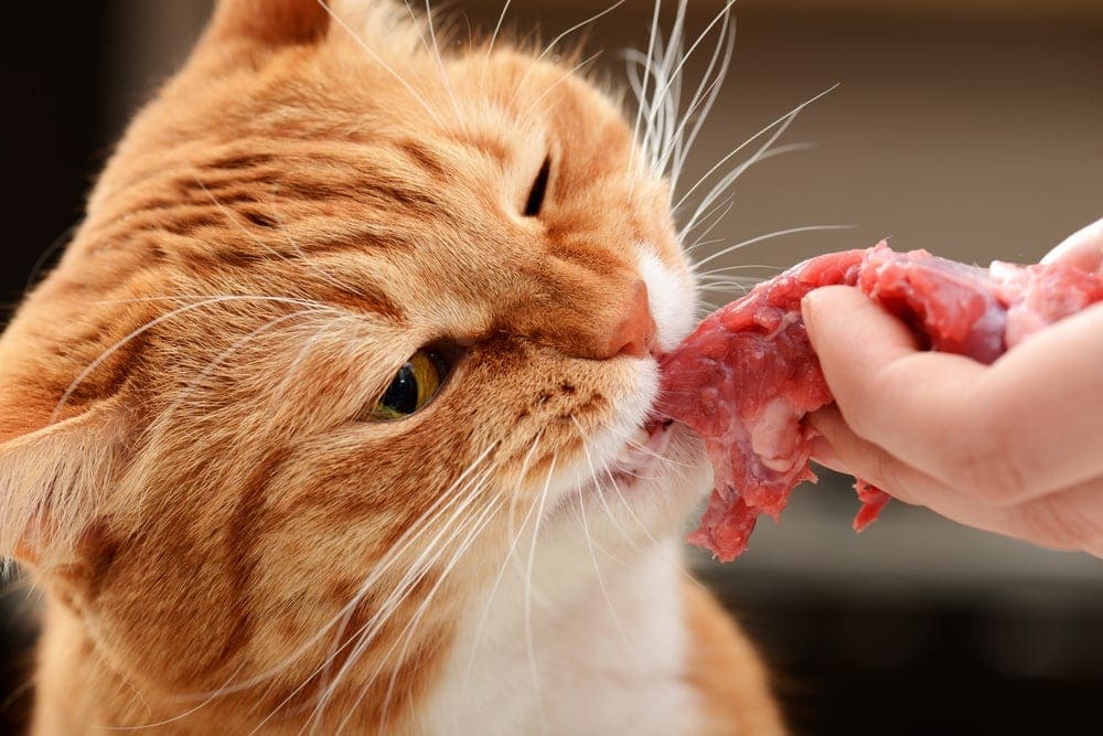 red cat is eating raw meat