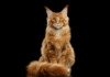 Maine Coon Cat Care Guide & Information