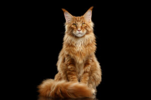 red maine coon