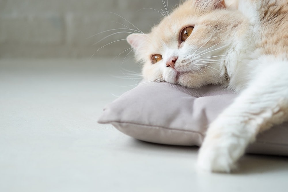 sad cat pillow