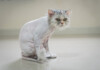 Can You Shave Your Cat & Should You?