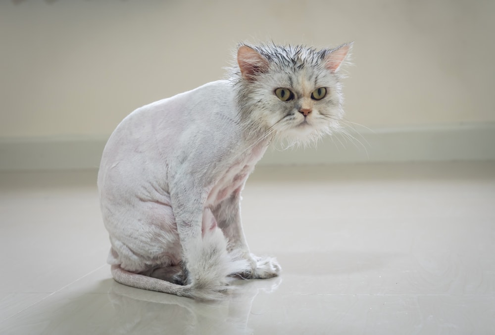 sad shaved persian cat