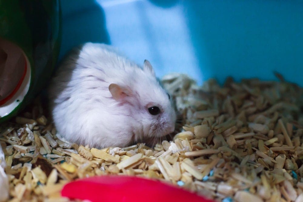 Hamster Life Cycle: Different Stages in their life » Petsoid