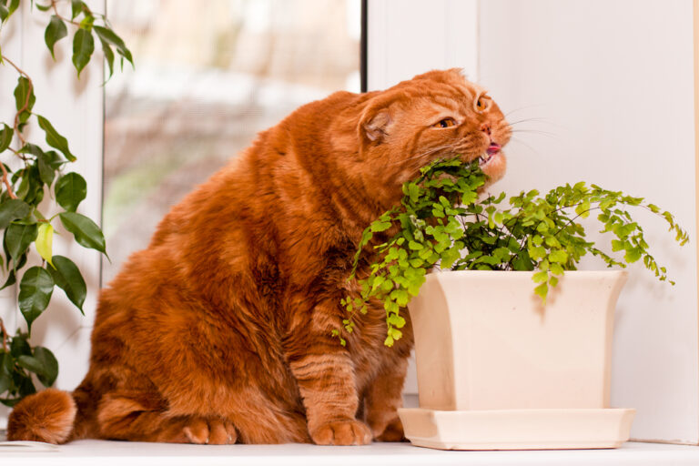 Why Do Cats Eat Plants? » Petsoid