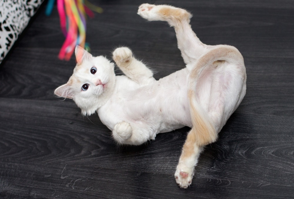 Can You Shave Your Cat & Should You? » Petsoid