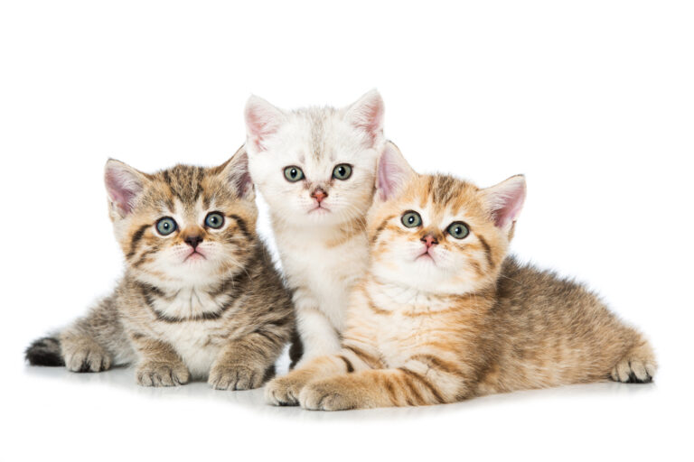 How Do I Choose a Healthy Kitten? » Petsoid