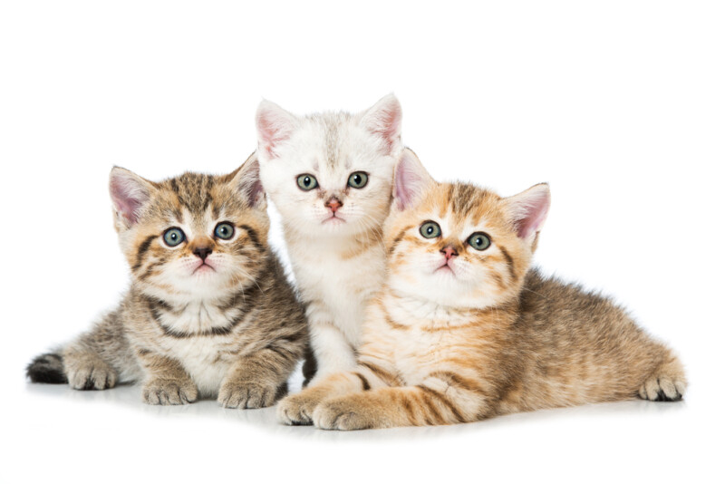 How Do I Choose a Healthy Kitten? » Petsoid