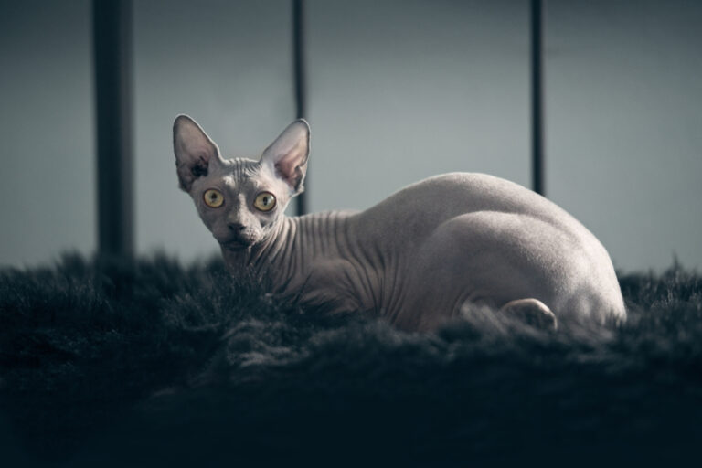 5 Hairless Cat Breeds With Info » Petsoid