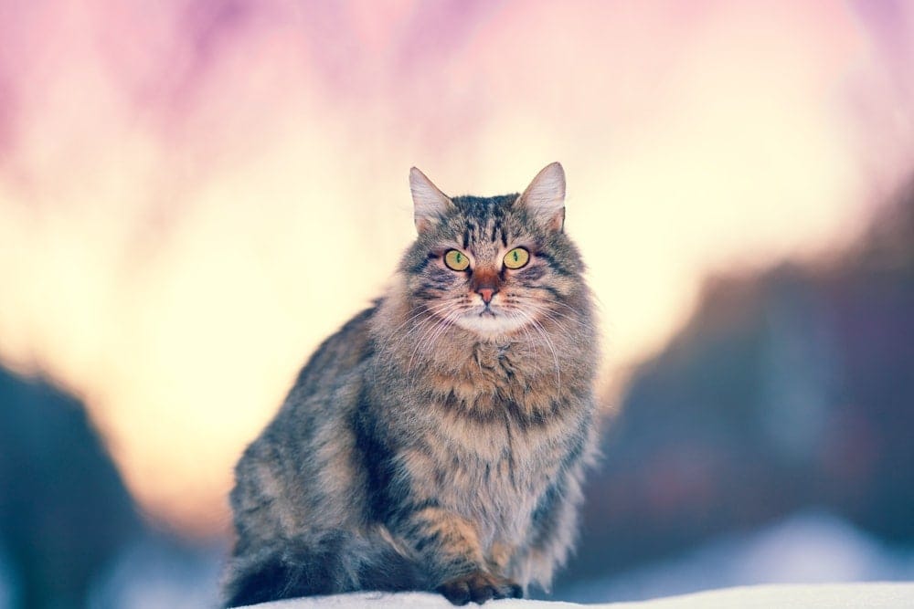 Siberian Cat Care Guide & Info » Petsoid