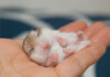 Hamster Sleep 101: What you Need to Know