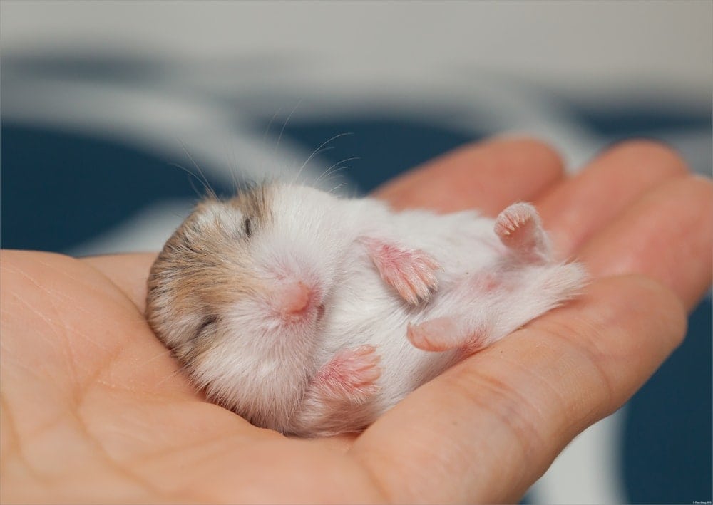 sleeping baby hamster